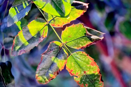 Leaves of a tree in the autumn forest. Shallow depth of field.