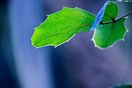 green leaves on a blue background, macro photo with shallow depth of fieldの写真素材