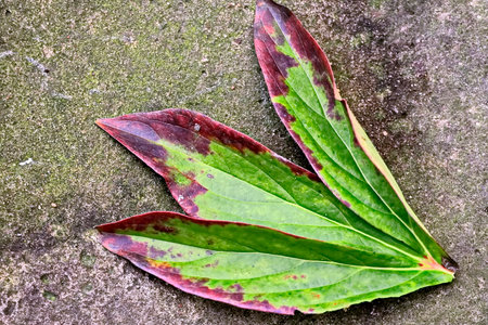 Red and green leaf on the cement floor in the garden, Thailand.