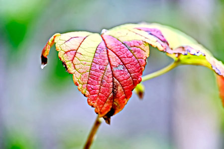 Autumn leaf with dew drops on it. Shallow depth of field
