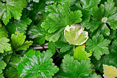 Green leaves background. Green leaves background. Green leaves background. Green leaves background.の写真素材