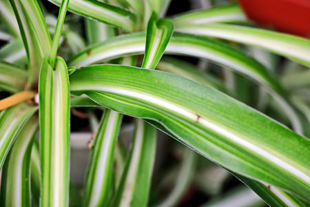 Close up of green leaves of a houseplant in a pot.の写真素材