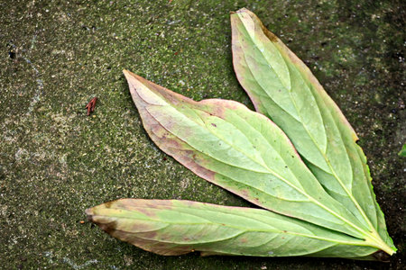 Green leaf on cement floor in the rainforest of Doi Inthanon National Park, Chiang Mai, Thailand