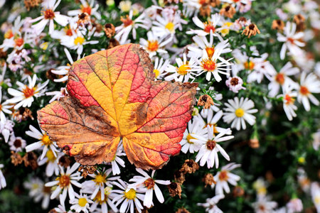 Autumn leaf and white daisies in the garden. Selective focus.
