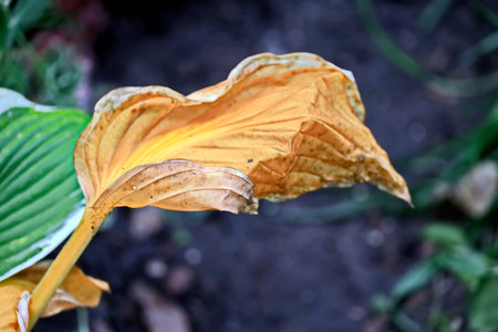 Close-up of anthurium flower with yellow petals.