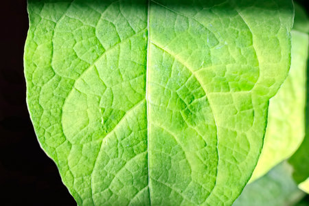 Green leaf texture background with sun light. Closeup nature view.の写真素材