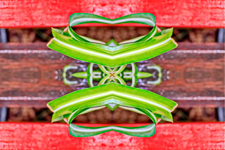 Close up green leaf pattern on red wooden table background, Thailand.
