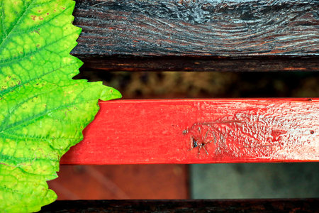 Green leaf on a wooden bench with copy space, close-up
