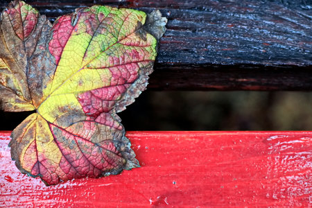 Autumn leaf on a wooden bench in the park, close upの写真素材