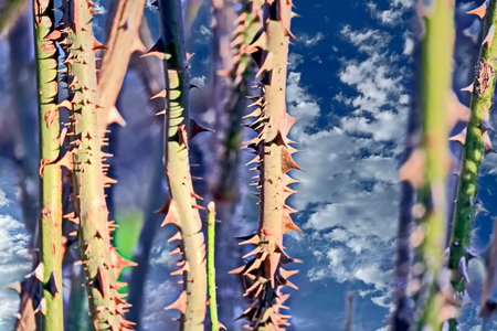 Close up of thorny cactus with blue sky and white clouds