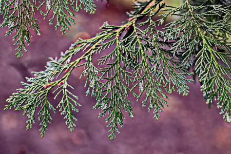 Thuja branches with hoarfrost on a blurred background. Close-up.