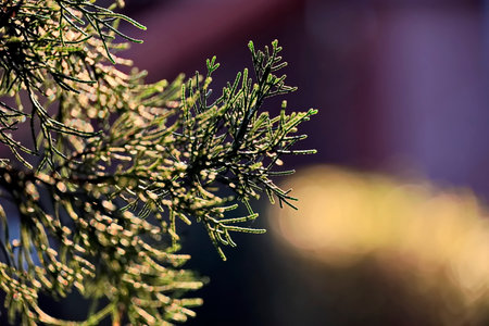 Fir tree branch with dewdrops on a blurred backgroundの写真素材