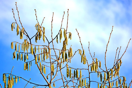 Corylus avellana branches against the blue sky in spring