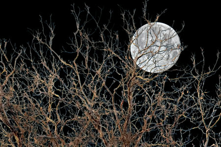 Full moon over bare tree branches on black background.の写真素材