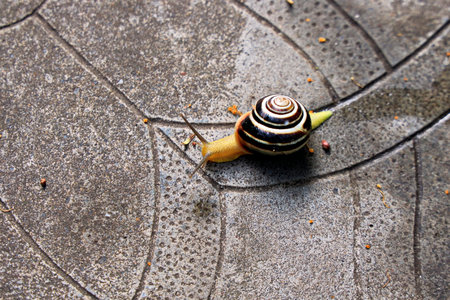 Snail crawling on the cement floor in the garden, close upの写真素材