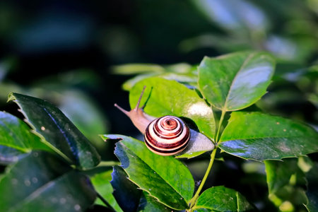 Snail crawling on a green leaf in the garden. Shallow depth of field.の写真素材