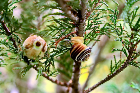 Snail crawling on a tree trunk in the garden.の写真素材