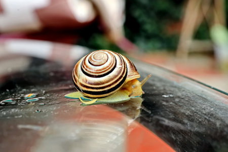 Snail crawling on green leaf.の写真素材