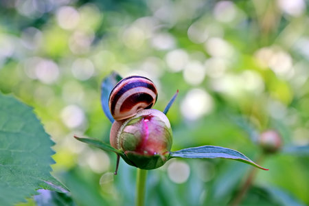 Snail on a peony in the garden. Shallow depth of field.の写真素材