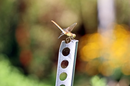 dragonfly on a stick in the garden, note shallow depth of fieldの写真素材