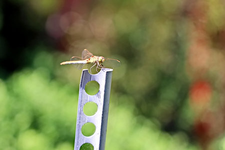 dragonfly on a stick, closeup of photoの写真素材