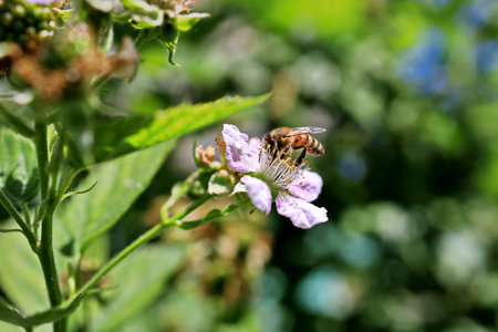 Bee on a blackberry flower in the garden. Shallow depth of field