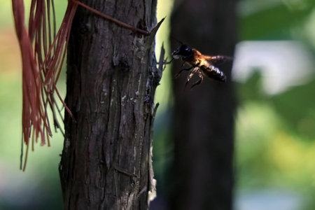 A closeup shot of a bee on a tree with blurred background