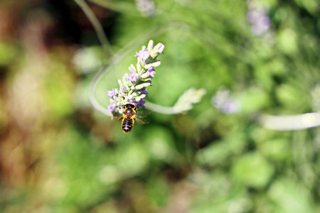 Bee on lavender flower in the garden, shallow depth of field