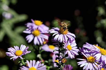 Bee on purple flowers in the garden on a sunny day