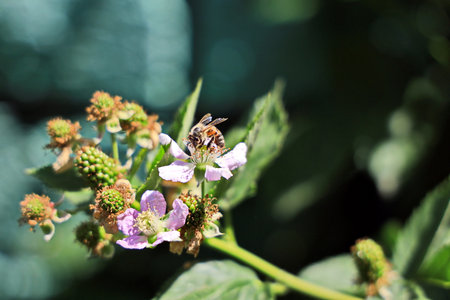 Bee on blackberry flower in the garden. Macro shot with shallow depth of field.