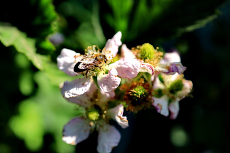 bee on a blackberry flower in the garden. close-up