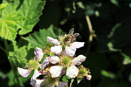 bee on a blackberry flower in the garden, closeup of photo