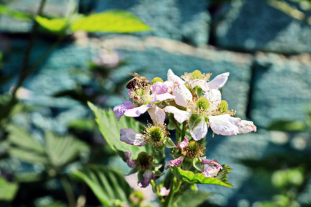 bee pollinates a flower of blackberry on a background of green leavesの写真素材