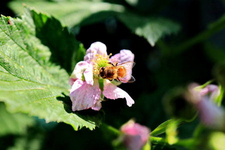 Bee on a flower of a blackberry in the garden, macroの写真素材