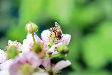 Bee on a pink flower. Shallow depth-of-field.の写真素材