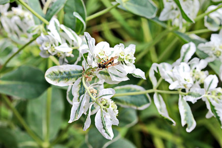 wasp on the flower in the garden, closeup of photoの写真素材