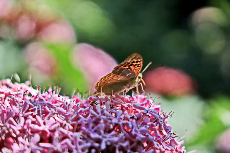 Butterfly on a hydrangea flower in the garden