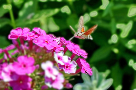 An insect sucking nectar from a pink flower in the garden
