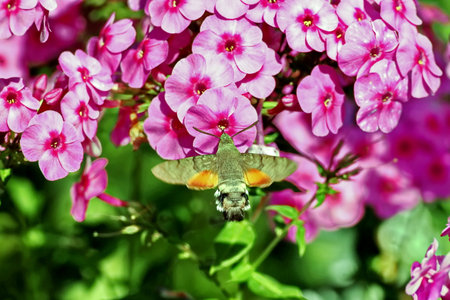 Insect on pink phlox flower in the garden.の写真素材
