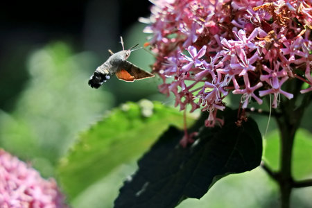Hummingbird hawk-moth on flower in garden