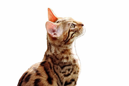 Bengal cat isolated on a white background. Side view