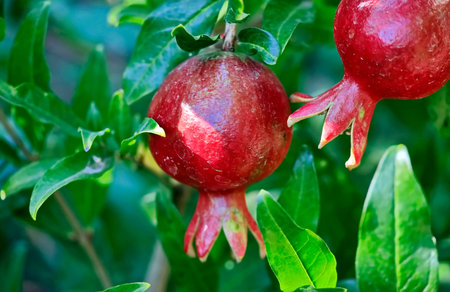 Ripe pomegranate fruits on a tree in the garden
