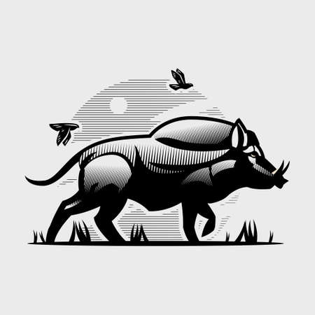 An adult wild boar with large tusks. Goes forward. Birds fly over it. Hog. Vector illustration.のイラスト素材