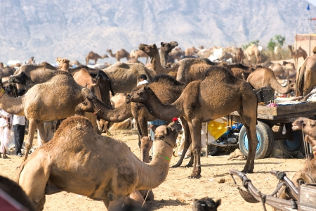 View of the Camel Fair, Pushkar, Rajasthan, India の写真素材