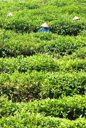 Three woman working in a tea plantation, North Vietnam.の写真素材