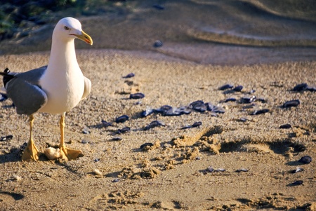 Seagull on the beach eating jellyfish, Isle of Elba, italy.の写真素材