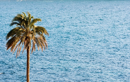 Palm with sea, Forno Beach, in the bay of Biodola, Isle of Elba, Livorno, Italy.の写真素材