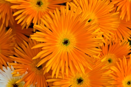 Orange flowers.の写真素材