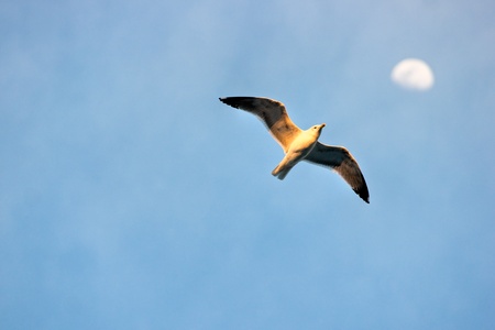 Seagull flying at sunset, Isle of Elba.の写真素材