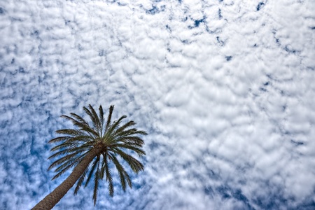 Palm and Dramatic Sky. Elba island. Italy.の写真素材